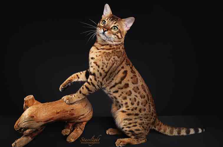 Bengal Cats and Kittens in New Jersey